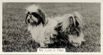 empress shih tzu the blissful shih tzu nose butter 174 for noses empress shih tzu the blissful shih tzu nose butter 174 for noses