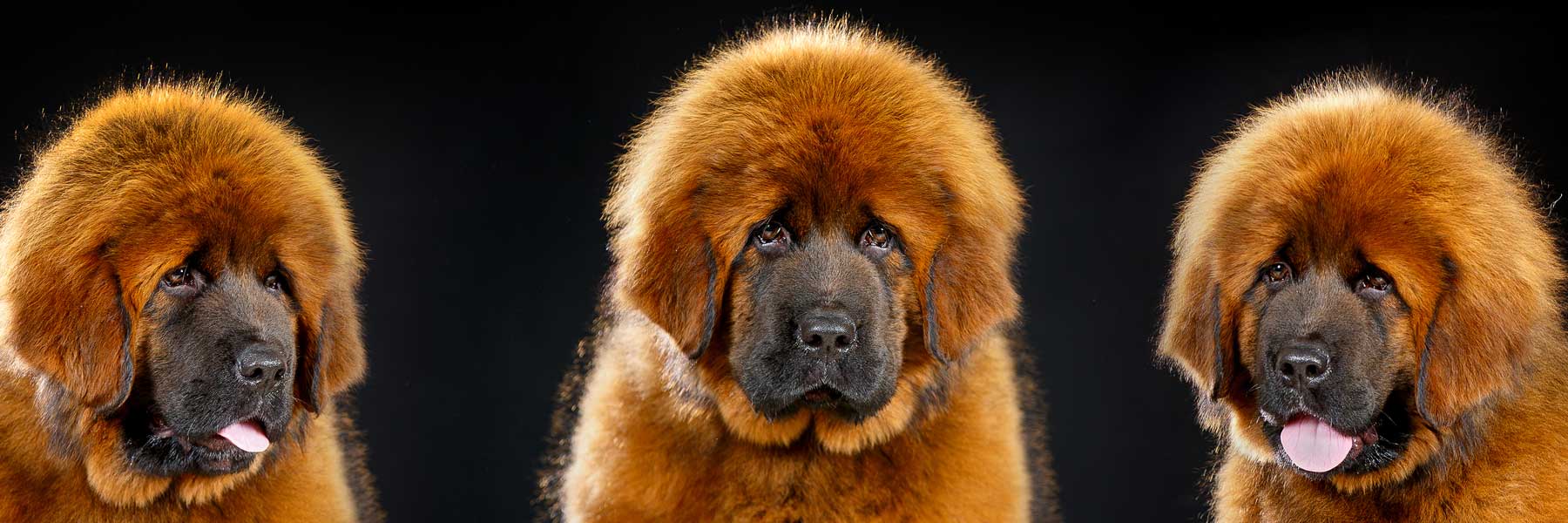 red tibetan mastiff puppies
