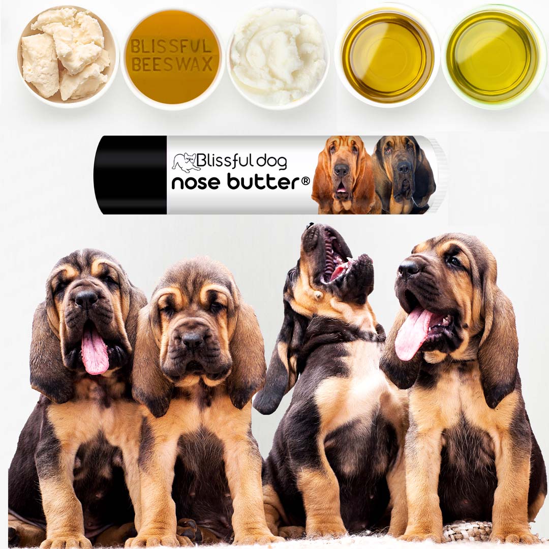 how strong is a bloodhounds nose