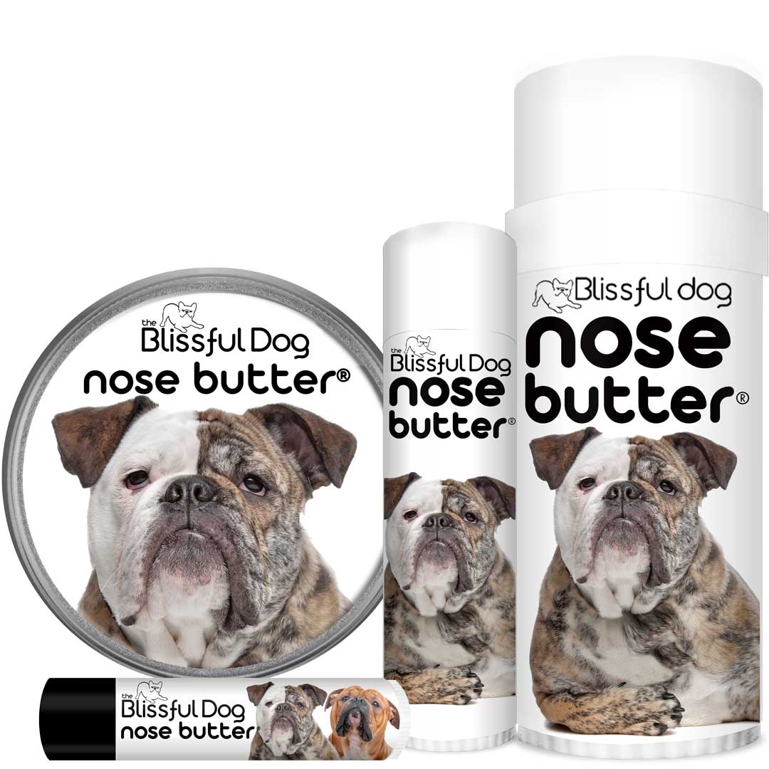 is a bulldogs nose supposed to be dry