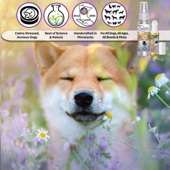 Squishy Shiba Inu - Stress Zéro