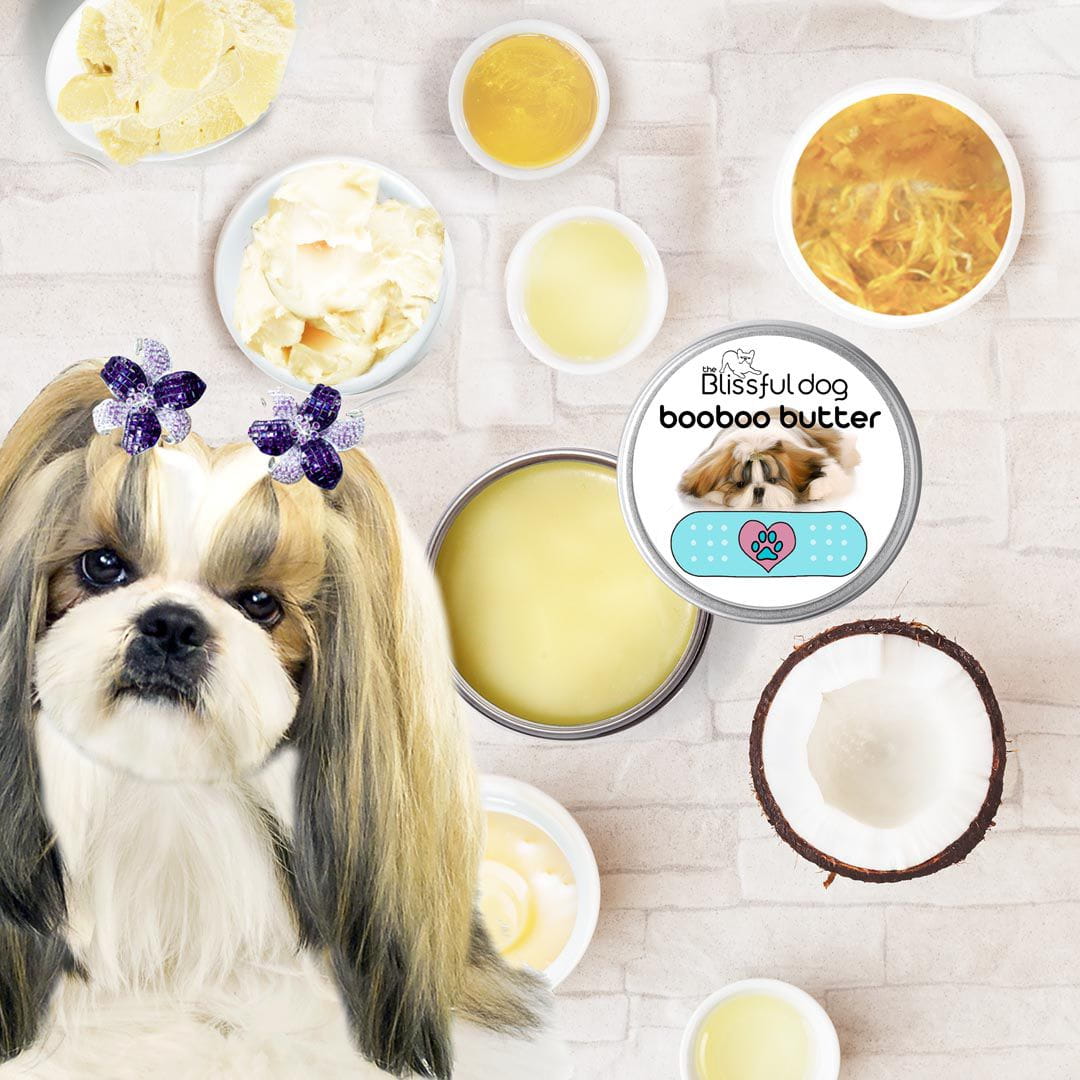 can shih tzu dogs eat cheese