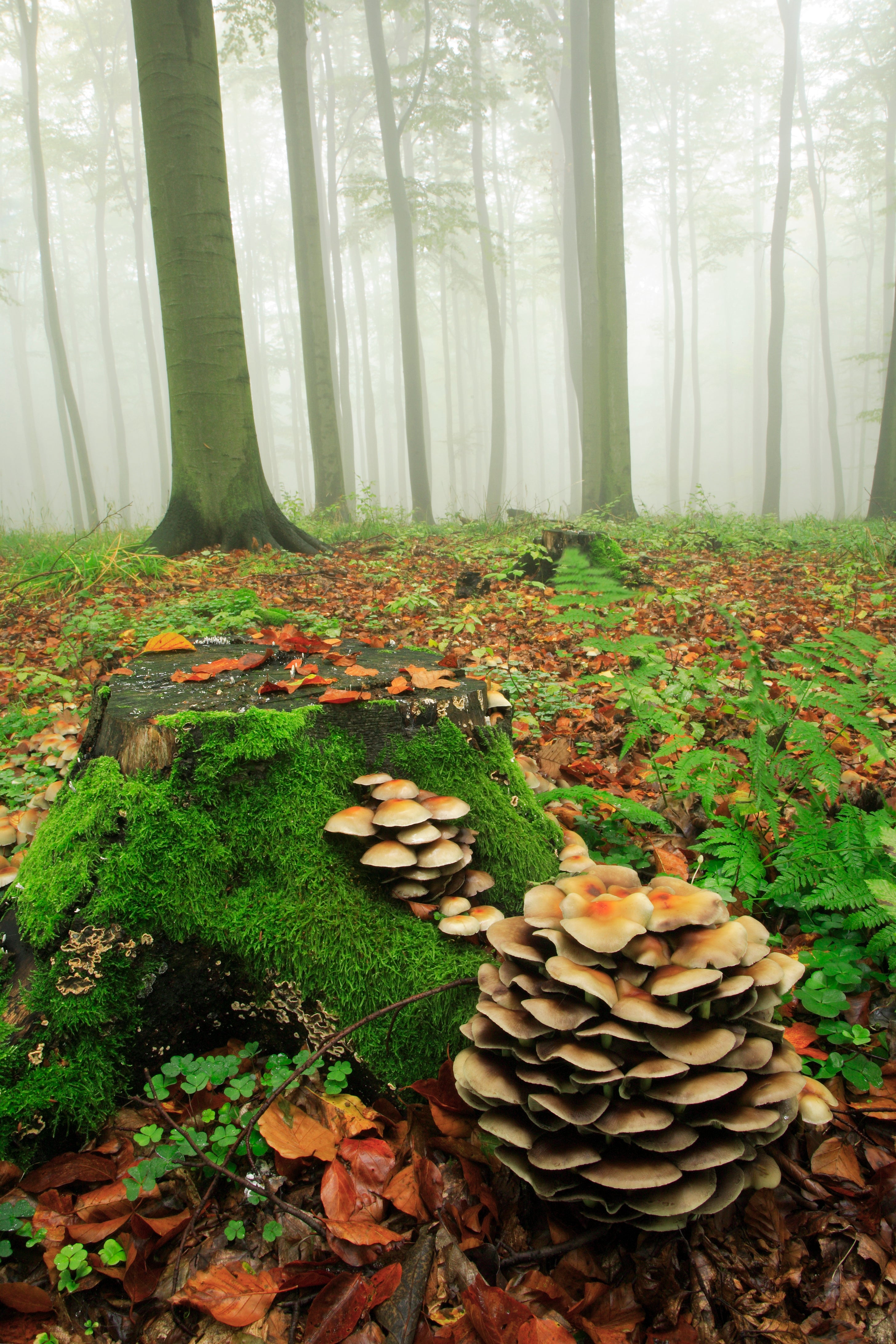 book review the hidden life of trees