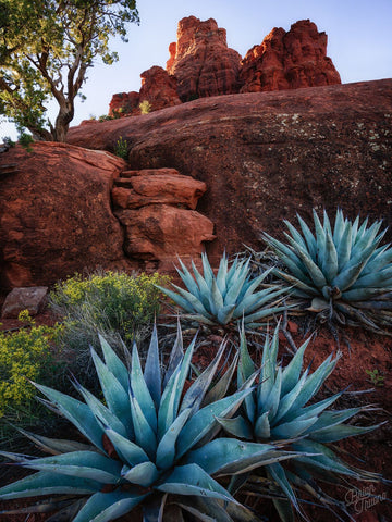 Agave