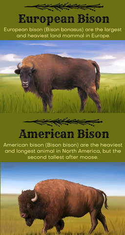 European versus American Bison