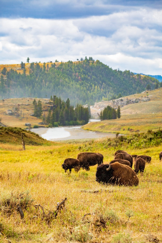 Photo of bison at Yellowstone National Park in Wyoming courtesy of Travis O’Brien.