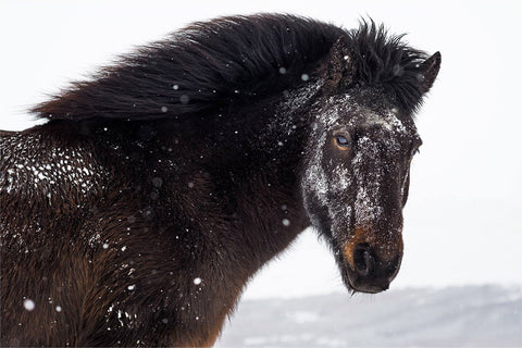 Icelandic Horse 1