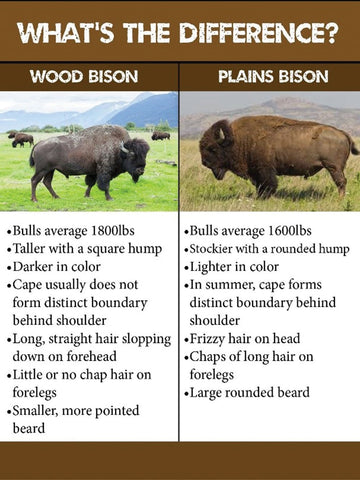 Woods Bison versus Plains Bison