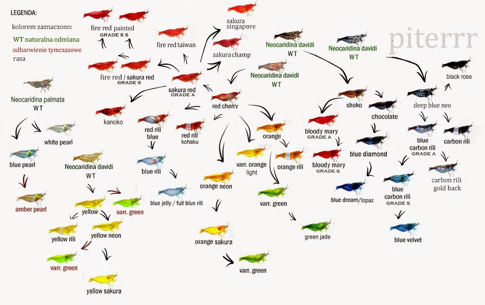 guppys - Separação de Guppys e Camarões Neo_family_tree