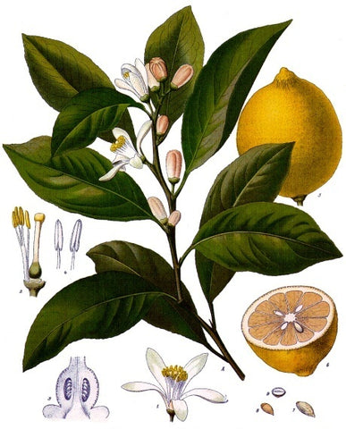 lemon wiki