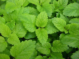 Lemon Balm Immune Boosting Herbs