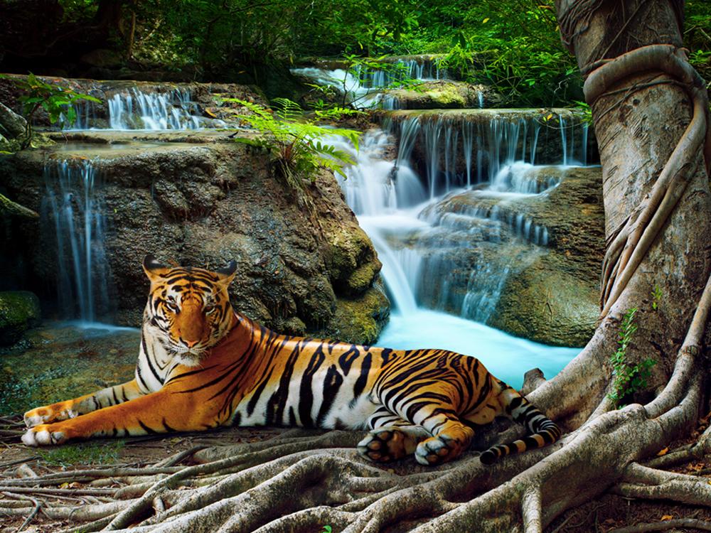 Tiger Lying Under Banyan tree next to jungle cascade Printed photo