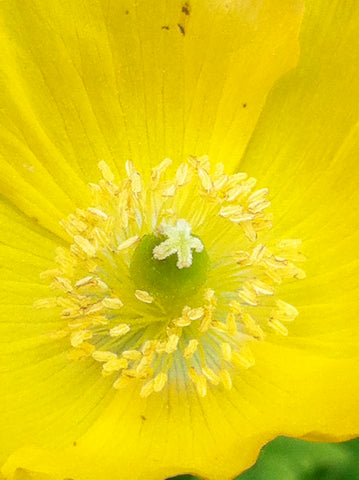 cambrica syn cambricum welsh meconopsis papaver