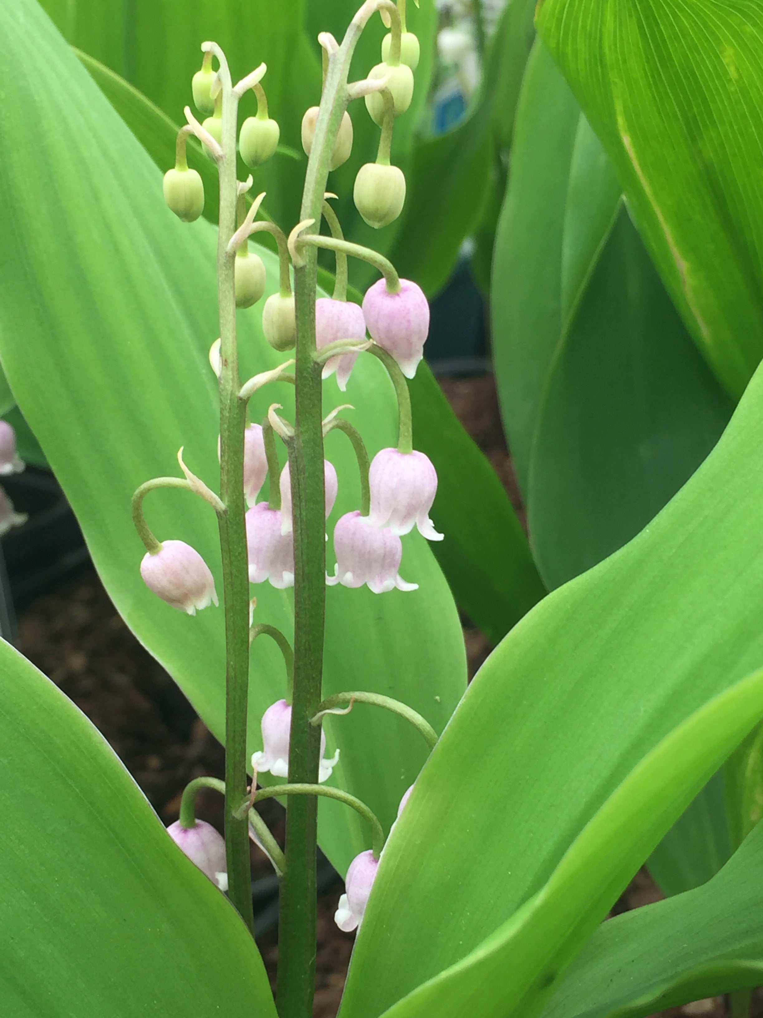 Rosea Lily of the Valley, Convallaria