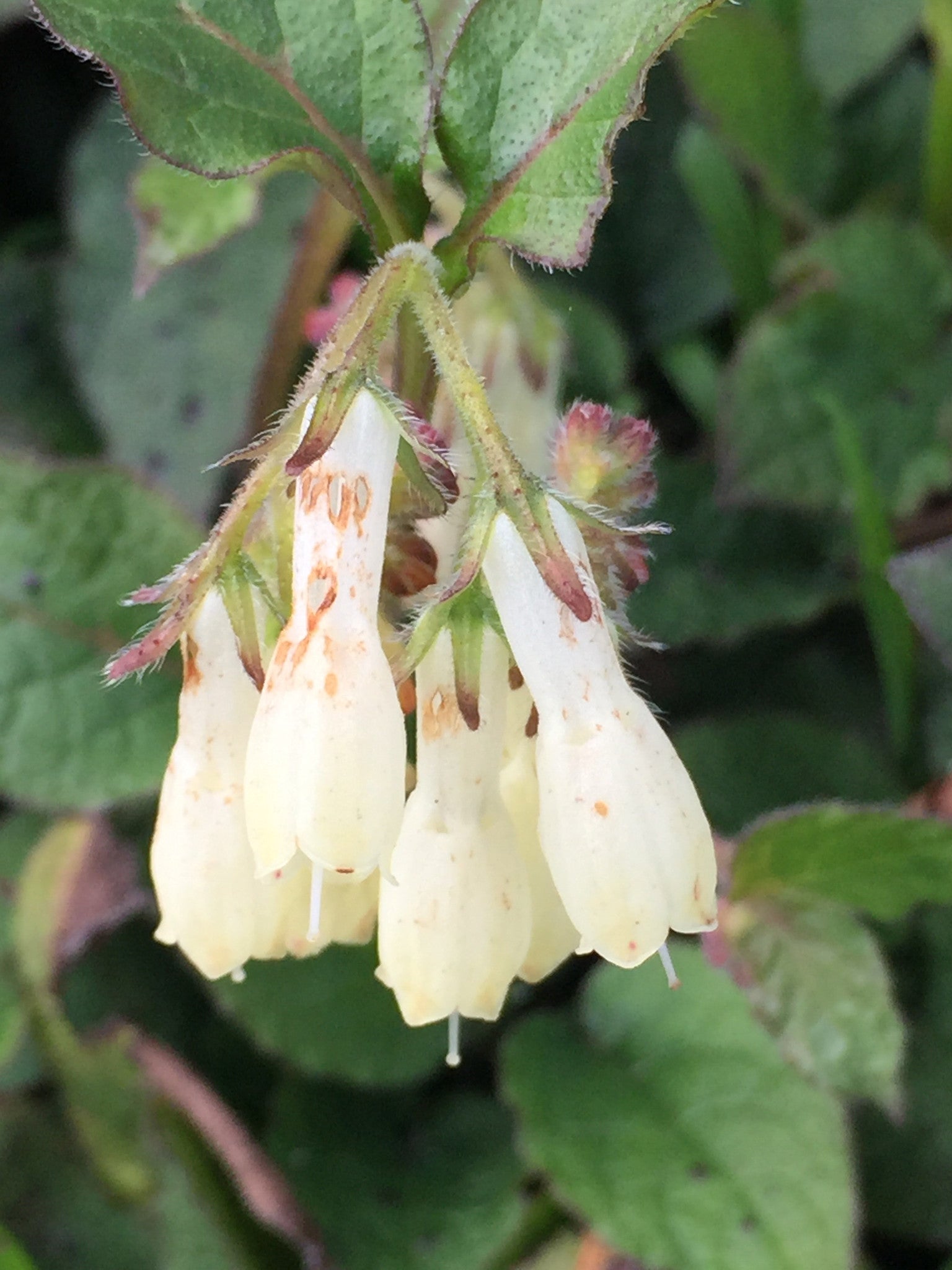 Symphytum ibericum - Iberian comfrey – Moore and Moore Plants