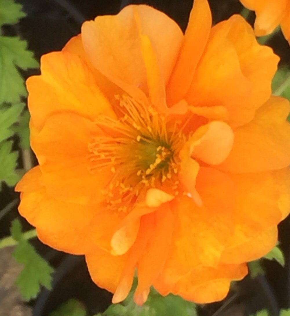 Geum Fire Storm Moore And Moore Plants