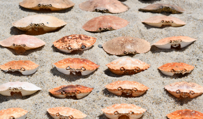 crab shells on the beach