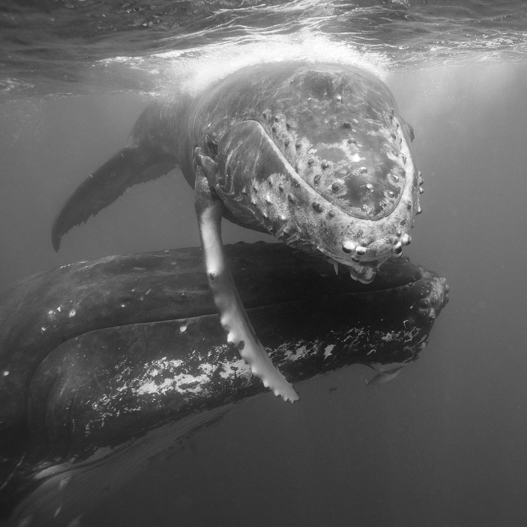 Bryant Austin Beautiful Whales Underwater Photography