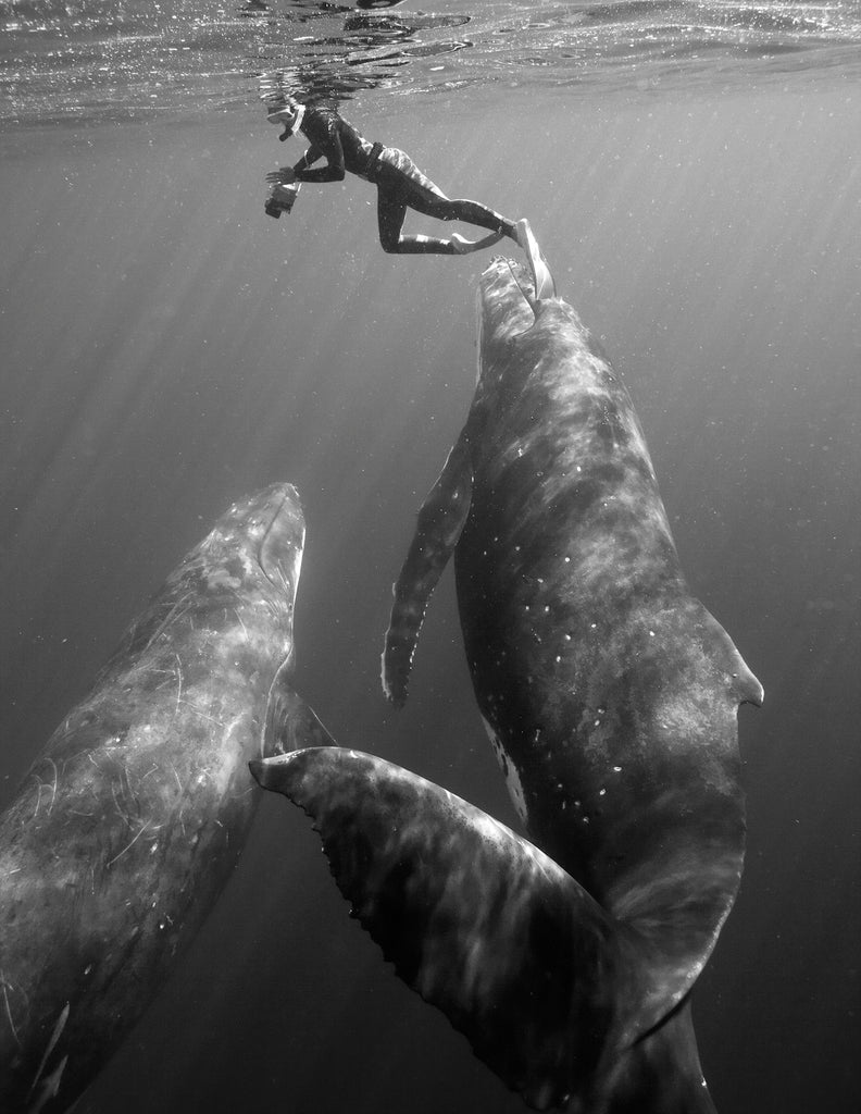 Bryant Austin Beautiful Whales Underwater Photography