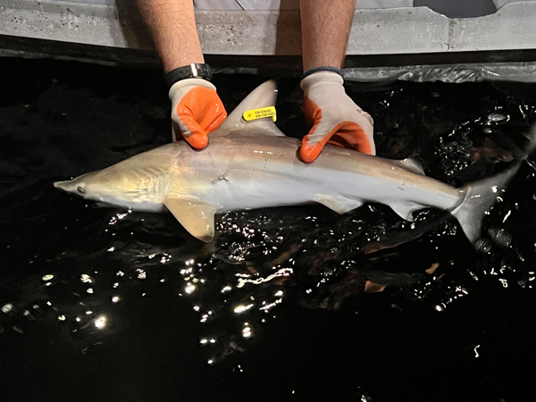 marine biologist tagging tiger shark wearing sailormade nautical rope bracelet with stainless steel brummel clips.