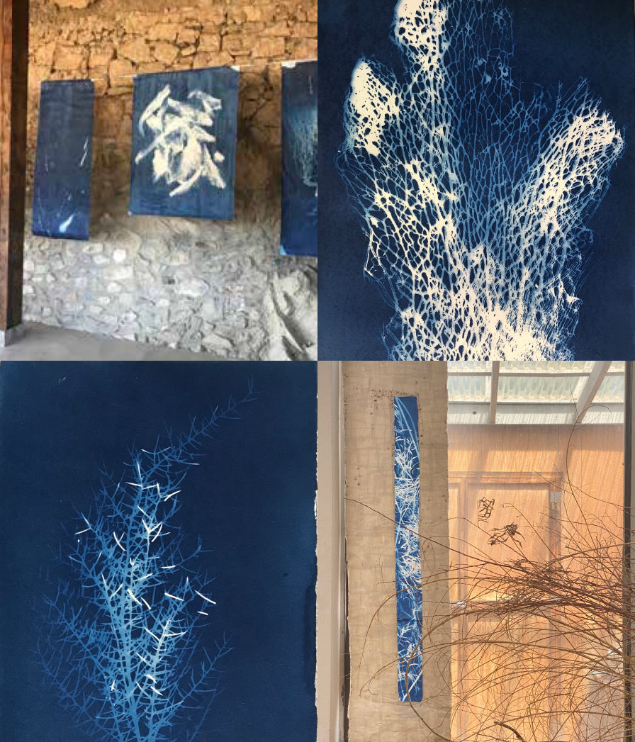 upper left: cyanotype prints of natural materials hanging to dry in front of a rustic stone wall; upper right:  close up of cyanotype print - white on blue, and abtrastion of branches; lower left:  close up of cyanotype print - white on blue, a delicate branching leaf-less plant; lower right: tall narrow cyanotype of grasses hangin in a studio with leaf-less shrubbery