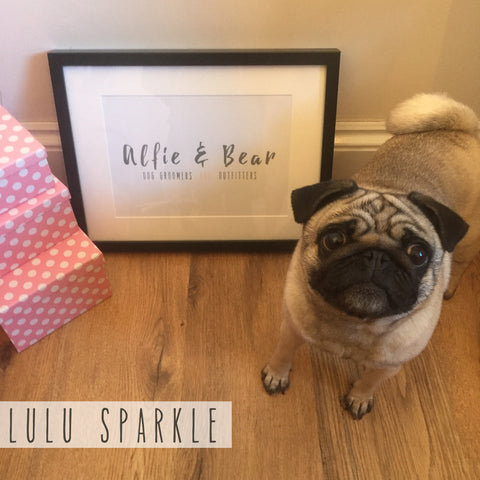 Lulu - Alfie & Bear Dog Groomers