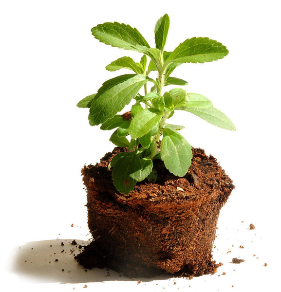 What is Stevia?