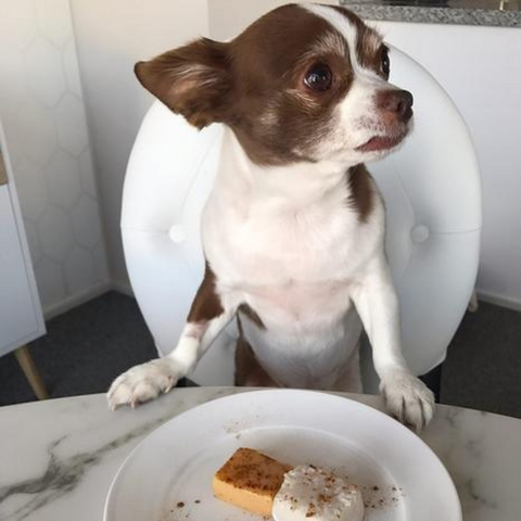 Homemade Gelatin Dog Treats