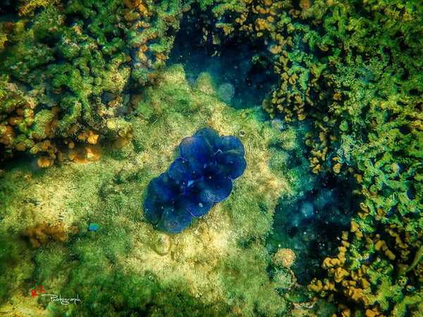 snorkeling in phuket