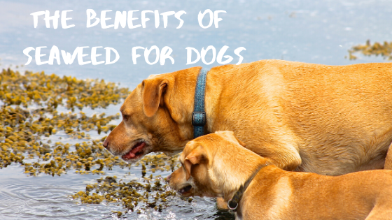 is kelp good for dogs