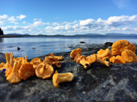 View from Gotts Island near Acadia National Park.