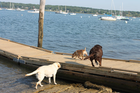 Dog friendly Maine.