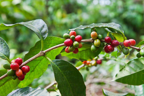 arabica vs robusta