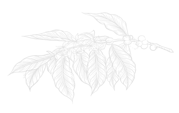 Coffee Leaf Image