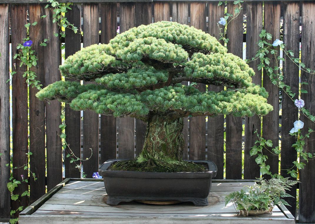 Bonsai Tree survived Hiroshima, Smithsonian Magazine