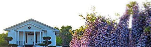 Seabrook Buddhist Temple (NJ) First Annual Cherry Blossom Festival