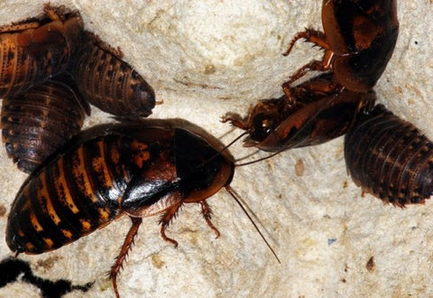 Dubia Roaches For Sale At The Feeder Store