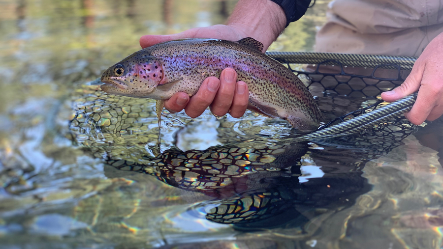 Fall River Report 6/25/21 – Fly and Field Outfitters