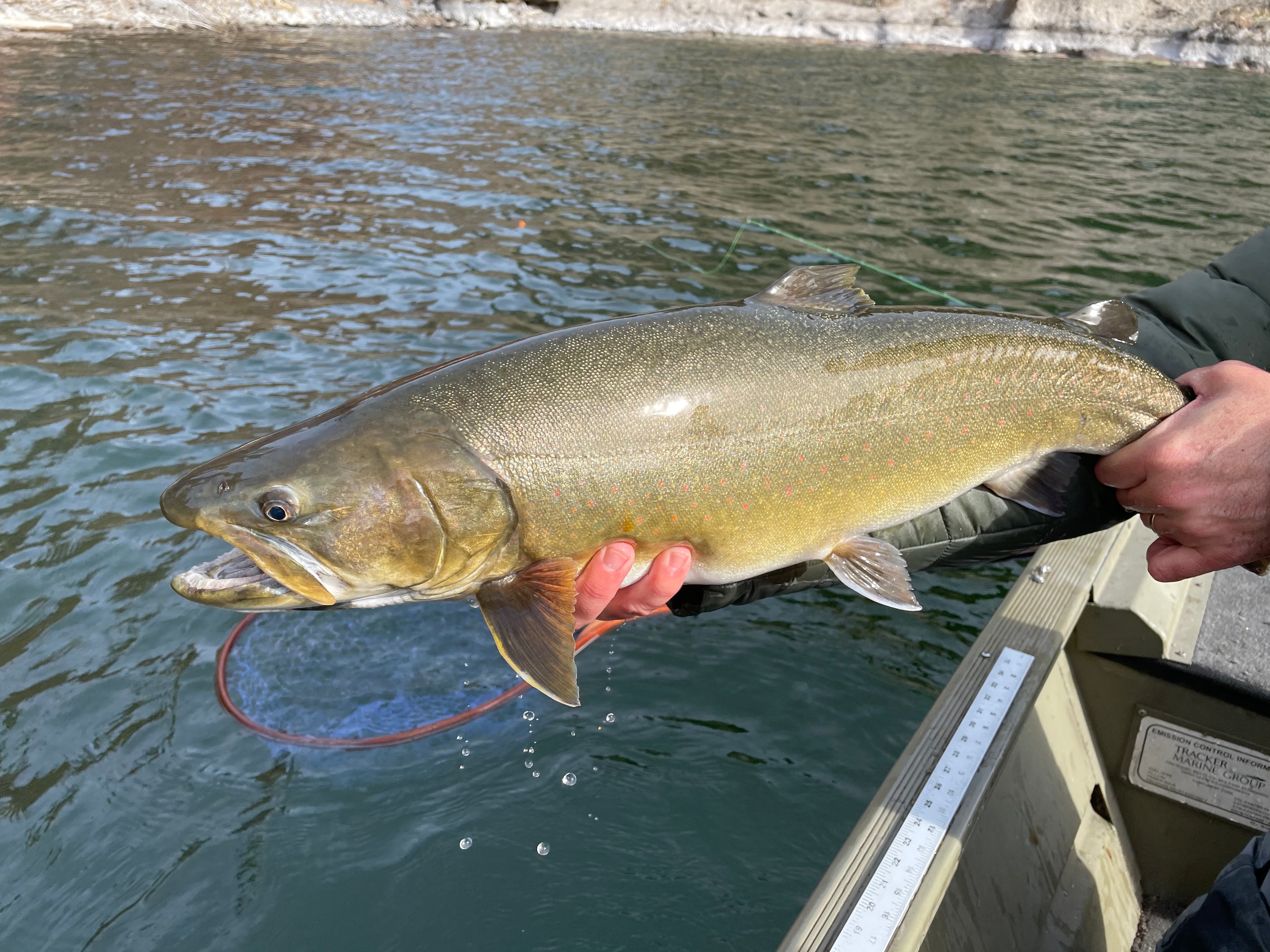 Lake Billy Chinook's bull trout fishing a wintertime option
