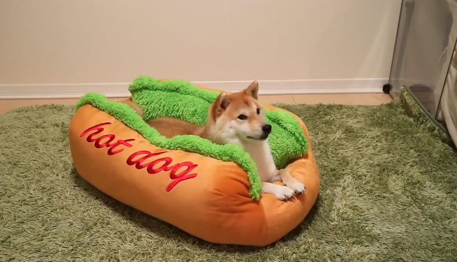 hot dog dog bed