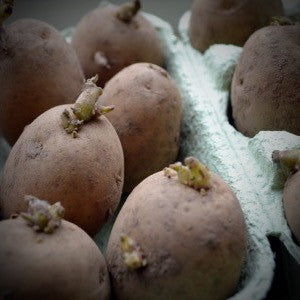 Chitting Potatoes