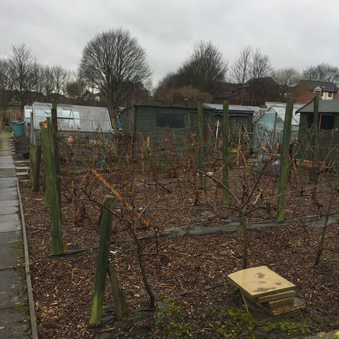 A view across the fruit area of the plot