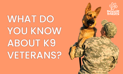 what happens to retired military dogs