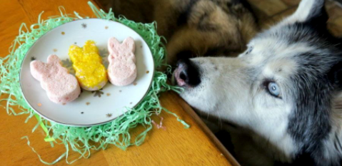 Peeps for Dogs