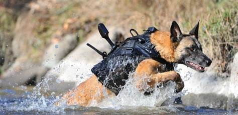 Cairo the SEAL dog