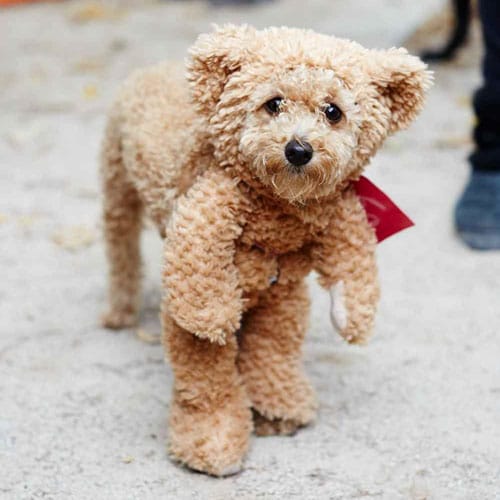 teddy bear dog costume