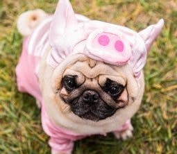 pig dog costume