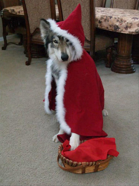 red riding hood dog costume