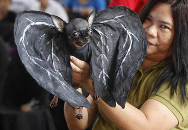 bat dog costume