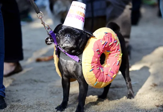 dunkin donuts dog costume